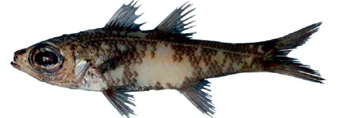 Epigonus constanciae_03